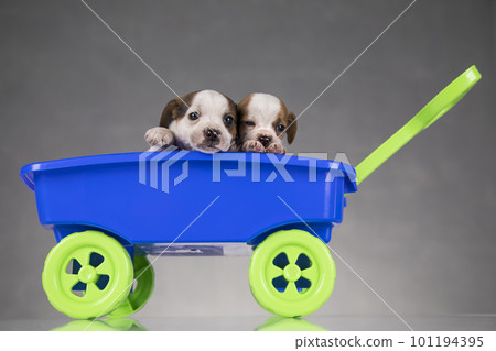 Beautiful little puppies in a toy wagon 101194395