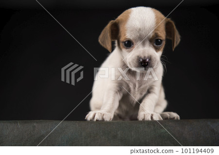 Small dog on a black background Small dog on a black background 101194409