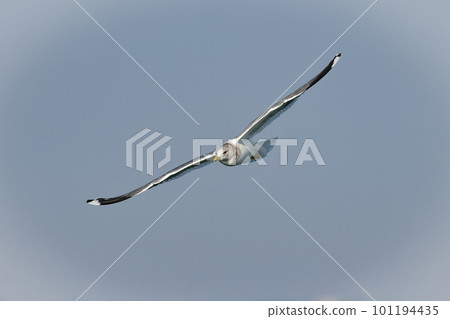 Seagulls, migratory birds seen at harbors and beaches in winter Seagulls, migratory birds seen at harbors and beaches in winter 101194435