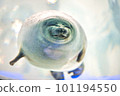 微笑的斑海豹 101194550