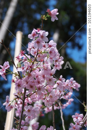 Sunshine cherry blossoms Sunshine cherry blossoms 101194603