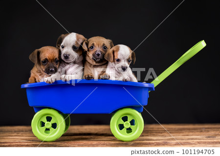 Beautiful little puppies in a toy wagon 101194705