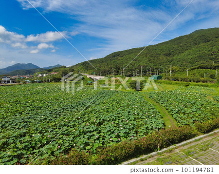 Timelapse of gomnae lotus field in Busan, South Korea, Asia Timelapse of gomnae lotus field in Busan, South Korea, Asia 101194781