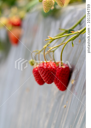 Strawberries on the strawberry picking farm Strawberries on the strawberry picking farm 101194789