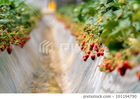 Strawberries on the strawberry picking farm Strawberries on the strawberry picking farm 101194790