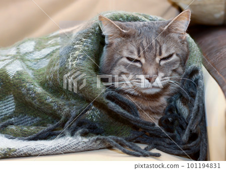 Portrait of domestic tabby cat sleeping in a blanket Portrait of domestic tabby cat sleeping in a blanket 101194831