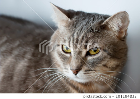 Portrait of gray domestic cat Portrait of gray domestic cat 101194832