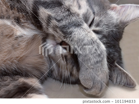Domestic gray sleeping cat 101194833