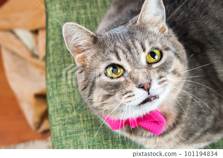 Portrait of gray domestic cat Portrait of gray domestic cat 101194834