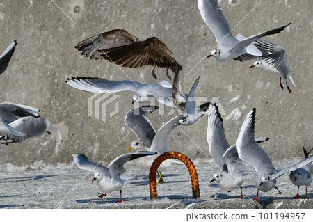 A rare winter migratory bird, the Little-headed Gull A rare winter migratory bird, the Little-headed Gull 101194957