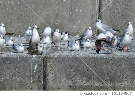 A rare winter migratory bird, the Little-headed Gull A rare winter migratory bird, the Little-headed Gull 101194967
