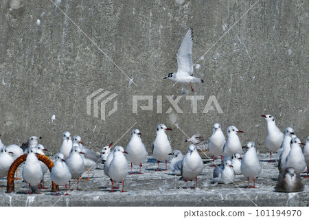 一種罕見的冬季候鳥，小頭鷗 101194970