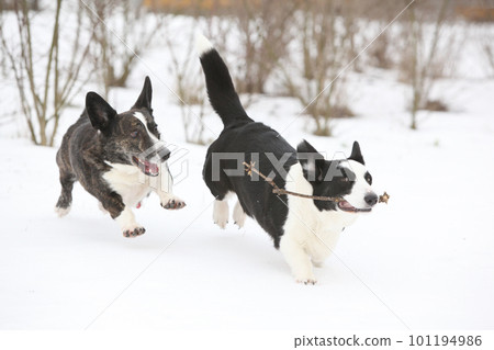 Welsh corgi cardigan running in the snow 101194986