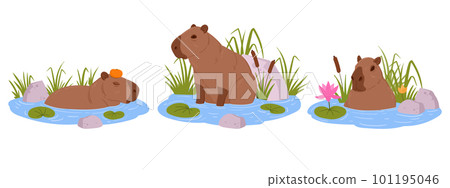 Semi-aquatic capybara. Cartoon cute capybaras sitting in water, funny wild animals. Herbivore mammal rodent flat vector illustration set 101195046