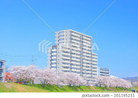 Seto City, landscape of cherry blossoms and apartments along the Seto River 101195231