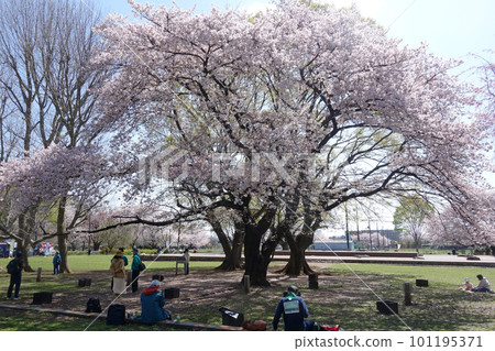 Cherry blossoms at Musashi Kokubunji Temple Ruins Cherry blossoms at Musashi Kokubunji Temple Ruins 101195371