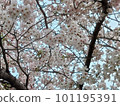 櫻桃樹盛開 101195391