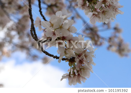 Somei Yoshino cherry blossoms shining in the blue sky of spring in Japan 101195392