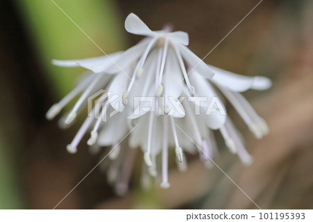 Seribauren 101195393