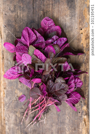 A fresh purple amaranth A fresh purple amaranth 101195451