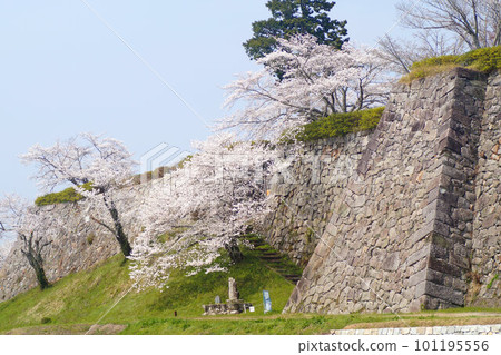 Sasayama Castle Ruins Sakura Tamba Sasayama late March 101195556