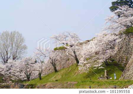 Sasayama Castle Ruins Sakura Tamba Sasayama late March 101195558