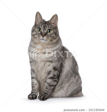 Adult Kurilian Bobtail cat on white background 101195844