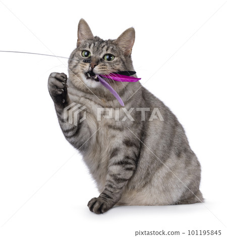 Adult Kurilian Bobtail cat on white background 101195845