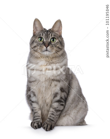 Adult Kurilian Bobtail cat on white background Adult Kurilian Bobtail cat on white background 101195846