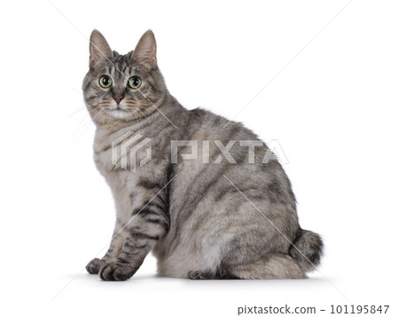 Adult Kurilian Bobtail cat on white background Adult Kurilian Bobtail cat on white background 101195847
