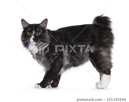 Adult Kurilian Bobtail Longhair cat on white background Adult Kurilian Bobtail Longhair cat on white background 101195848