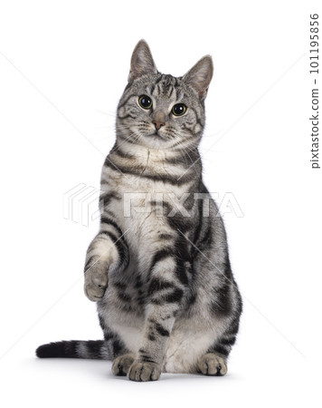 European Shorthair cat on white background 101195856