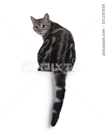 European Shorthair cat on white background European Shorthair cat on white background 101195859