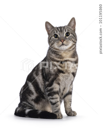 European Shorthair cat on white background European Shorthair cat on white background 101195860