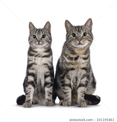 European Shorthair cat on white background European Shorthair cat on white background 101195861