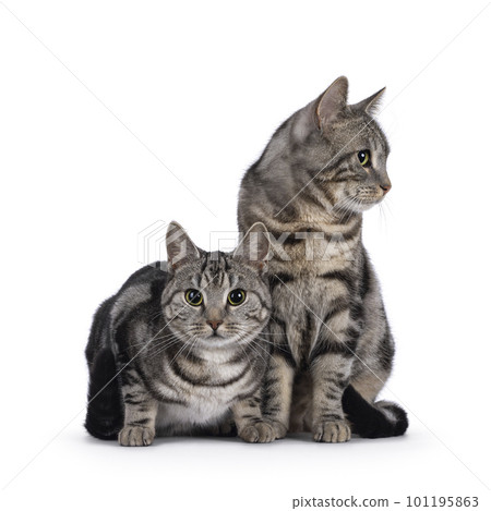 European Shorthair cat on white background European Shorthair cat on white background 101195863