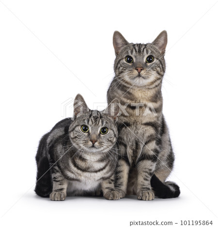 European Shorthair cat on white background European Shorthair cat on white background 101195864