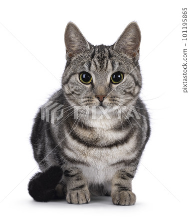 European Shorthair cat on white background European Shorthair cat on white background 101195865