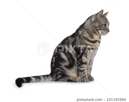 European Shorthair cat on white background European Shorthair cat on white background 101195866