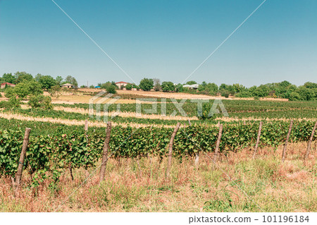 Grape field in Georgia Grape field in Georgia 101196184