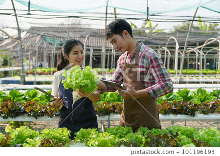 Businessperson or farmer checking hydroponic soilless vegetable in nursery farm. Business and organic hydroponic vegetable concept 101196193