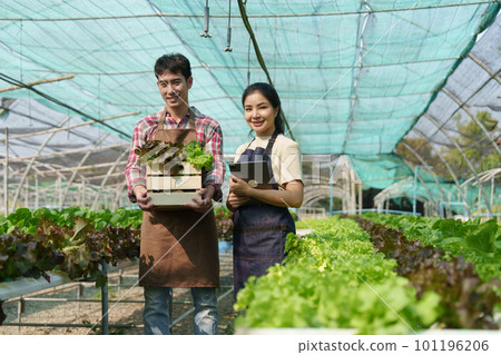 Businessperson or farmer checking hydroponic soilless vegetable in nursery farm. Business and organic hydroponic vegetable concept Businessperson or farmer checking hydroponic soilless vegetable in nursery farm. Business and organic hydroponic vegetable concept 101196206