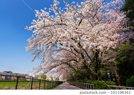 長廊上盛開的櫻花 101196361