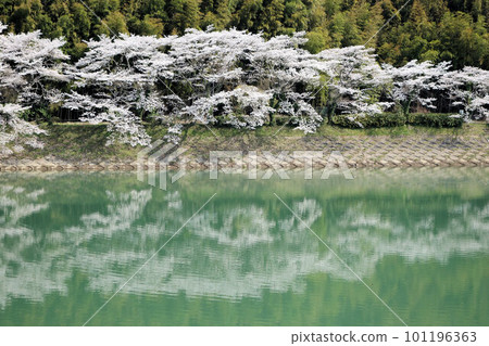 筱山川沿岸的櫻花,水面,丹波筱山,三月下旬 筱山川沿岸的櫻花,水面,丹波筱山,三月下旬 101196363