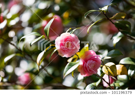 東京都武藏村山市野山北公園的山茶花 101196379