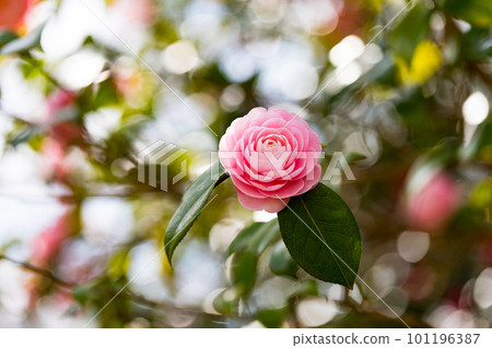 The camellia flowers of Noyama Kita Park, Musashimurayama City, Tokyo The camellia flowers of Noyama Kita Park, Musashimurayama City, Tokyo 101196387