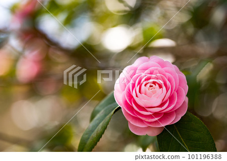The camellia flowers of Noyama Kita Park, Musashimurayama City, Tokyo The camellia flowers of Noyama Kita Park, Musashimurayama City, Tokyo 101196388