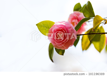 The camellia flowers of Noyama Kita Park, Musashimurayama City, Tokyo 101196389