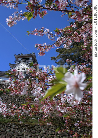 Leafed cherry trees decorating Kochi Castle (Kochi City, Kochi Prefecture) 101196396