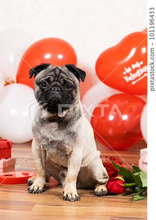 A funny cute pug sits near the balls on Valentine's Day and looks into the camera. Pets and Holidays 101196433